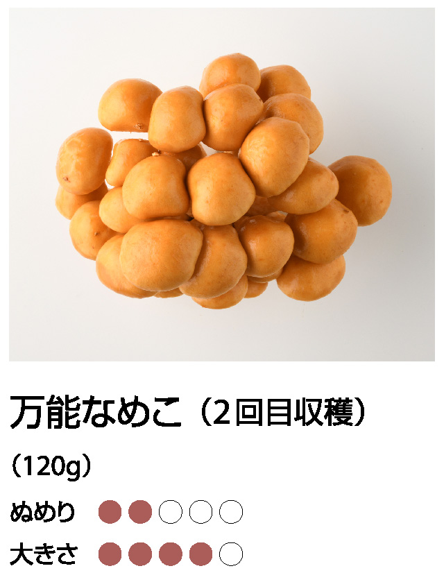 なめこ（2回目収穫）
